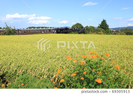 Mooka Railway "Late summer rural scenery with yellow cosmos blooming and steam locomotive" Mooka Railway "Late summer rural scenery with yellow cosmos blooming and steam locomotive" 69305913