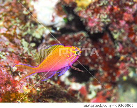 Young fish Young fish 69306005