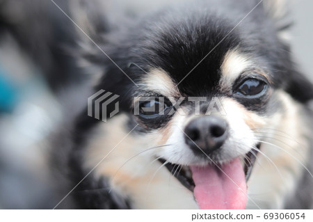 Laughing Chihuahua up dog 69306054