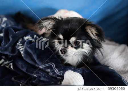 Relaxing long coat Chihuahua camper overnight in the car 69306060