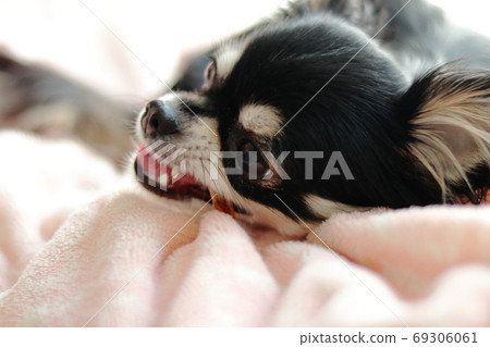 Chihuahua to eat snacks 69306061