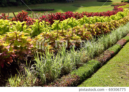 Colorful display of Coleus in a curved flower border Colorful display of Coleus in a curved flower border 69306775