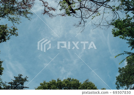 Background tree blue sky frame 69307830