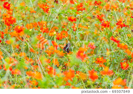 藍尾燕尾,基巴納波斯菊,多彩,花場,夏花,紅色花朵,橙色花 藍尾燕尾,基巴納波斯菊,多彩,花場,夏花,紅色花朵,橙色花 69307849