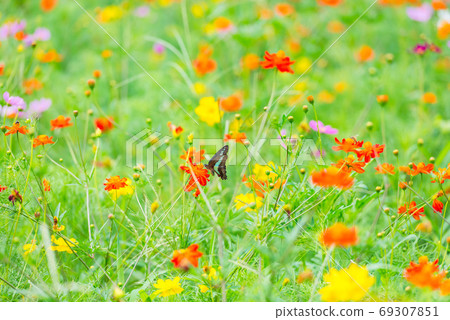 Blue-tailed Swallowtail, Kibana Cosmos, Colorful, Flower Field, Summer Flowers, Red Flowers, Orange Flowers 69307851