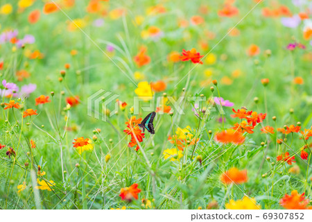 藍尾燕尾,基巴納波斯菊,多彩,花場,夏花,紅色花朵,橙色花 藍尾燕尾,基巴納波斯菊,多彩,花場,夏花,紅色花朵,橙色花 69307852