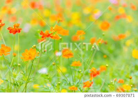 藍尾燕尾，基巴納波斯菊，多彩，花場，夏花，紅色花朵，橙色花 69307871