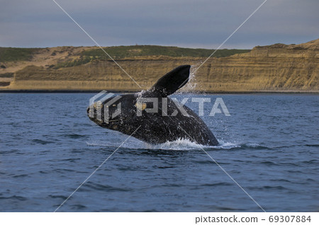 Killer whale hunting sea lions. 69307884