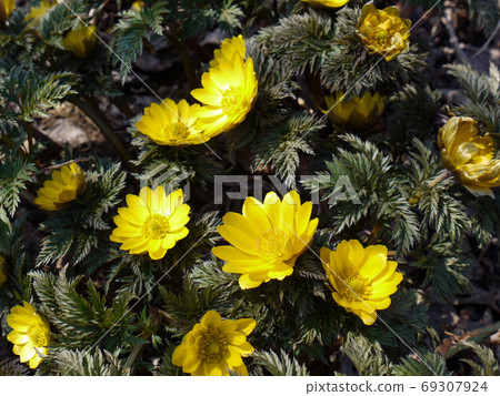 阿多尼斯拉莫薩 69307924