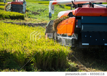 Photo of harvesting rice with a huge combine 69308118