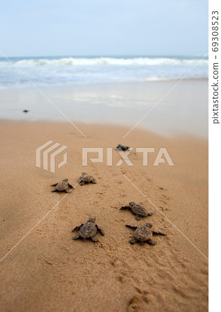 Loggerhead sea turtle emergence 69308523