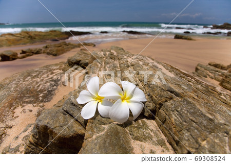 white frangipani (plumeria) spa flowers on rough stones 69308524