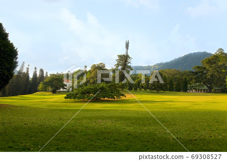 Ficus benjamina in Royal Botanical Gardens Ficus benjamina in Royal Botanical Gardens 69308527