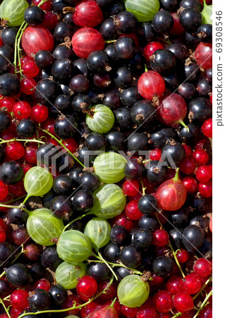 fresh berrys 69308546