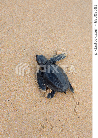 turtles give birth and get out from sand 69308583
