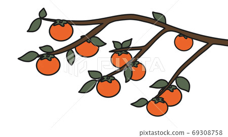 Persimmon fruit fruit Persimmon fruit fruit 69308758