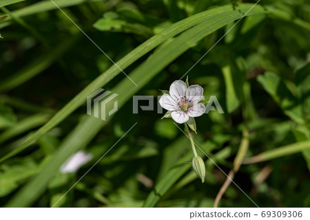 元野翔子 69309306