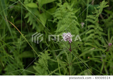 Red-tailed oyster 69309314