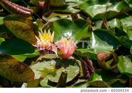 Red water lily AKA Nymphaea alba f. rosea in a lake Red water lily AKA Nymphaea alba f. rosea in a lake 69309334
