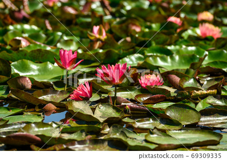 Red water lily AKA Nymphaea alba f. rosea in a lake Red water lily AKA Nymphaea alba f. rosea in a lake 69309335