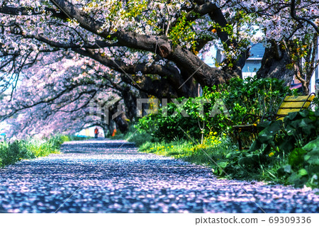 櫻花隧道 櫻花隧道 69309336