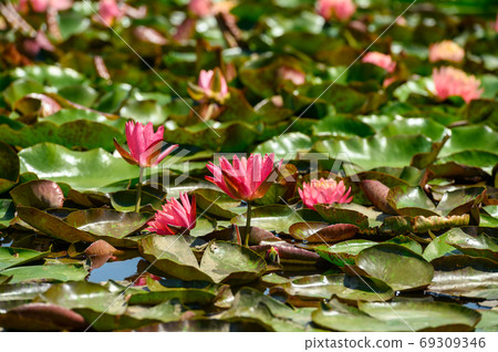 Red water lily AKA Nymphaea alba f. rosea in a lake Red water lily AKA Nymphaea alba f. rosea in a lake 69309346