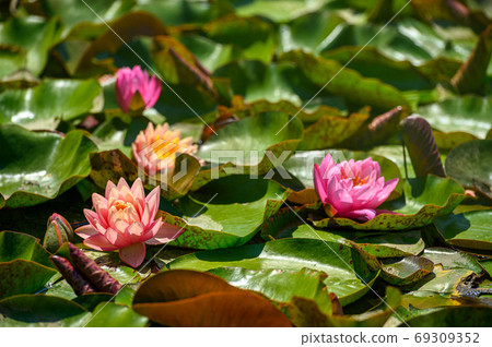 Red water lily AKA Nymphaea alba f. rosea in a lake 69309352