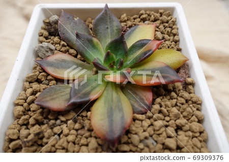 多肉植物-黑王子錦 69309376