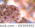櫻花觀賞 69309492