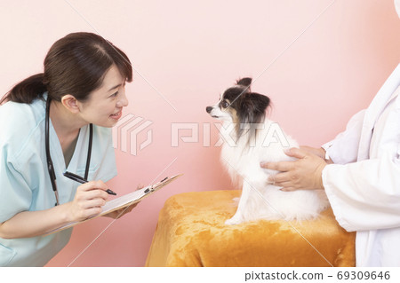 Female doctor and nurse examining papillon Female doctor and nurse examining papillon 69309646
