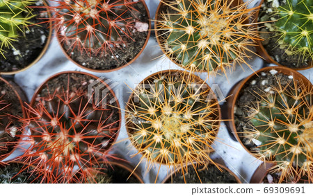 different cacti on sale in the store, cacti of different sizes, different colors different cacti on sale in the store, cacti of different sizes, different colors 69309691