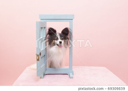 A door and a smiling papillon everywhere A door and a smiling papillon everywhere 69309839