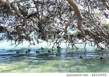 A waterfowl that escapes the strong sunlight and seeks coolness in the shade of the tree A waterfowl that escapes the strong sunlight and seeks coolness in the shade of the tree 69310459