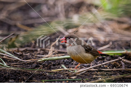 Red avadavat eating seeds on the ground Red avadavat eating seeds on the ground 69310674