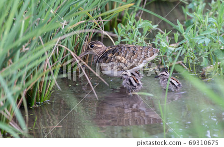 Greater Painted-snipe males taking care of children Earn a living in the fields. Greater Painted-snipe males taking care of children Earn a living in the fields. 69310675