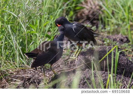Common Moorhens helping each other clean the hairs after bathing. 69310688