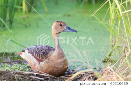 Lesser Whistling Duck (Dendrocygna javanica)  69310689