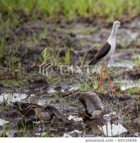 Greater Painted-snipe spread his wings as a defense in times of threat. 69310699