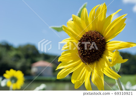 sunflower	 69310921