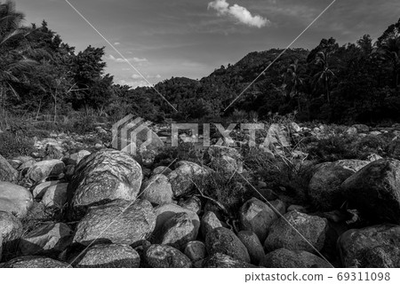 River stone and tree colorful, Black and white and monochrome st 69311098