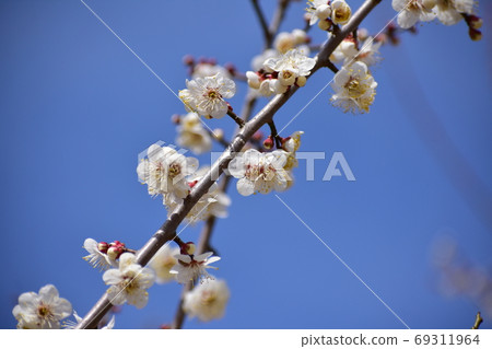 白色李子和藍天 白色李子和藍天 69311964