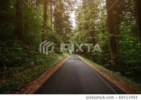 the road in the summer or spring forest the road in the summer or spring forest 69313493