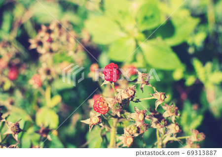 Wild young bramble, blackberry grow in Sokolniki 69313887