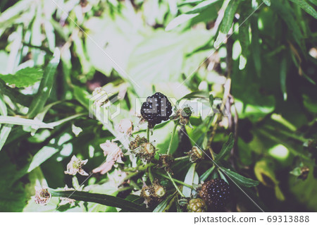 Wild bramble, blackberry grow in Sokolniki park, 69313888