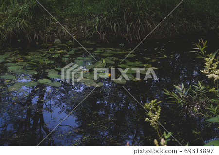 Yellow lotus flower or water lily. Lotus leaves Yellow lotus flower or water lily. Lotus leaves 69313897