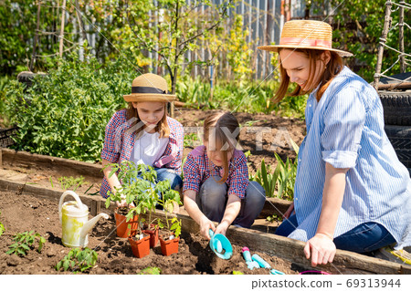 mom and her cute daughters planting seedlings 69313944