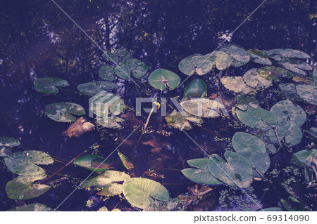 Blooming lotus bud, young plant. Yellow lotus Blooming lotus bud, young plant. Yellow lotus 69314090