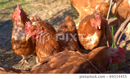 red hen home on mini farm. 69314455