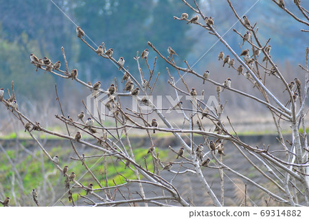 A flock of sparrows perching on a tree 69314882