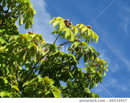 Buckeye tree 69314937